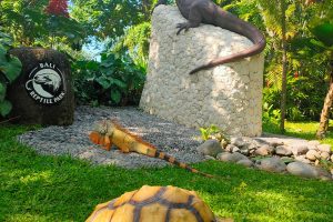 Bali Reptile Park: Complete Guide to Bali’s Reptile Attraction