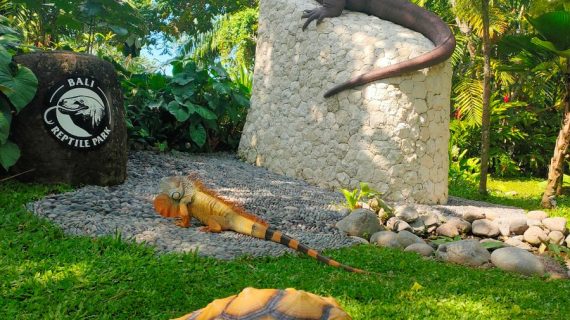 Bali Reptile Park: Complete Guide to Bali’s Reptile Attraction