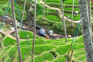 Alas Harum Bali: Complete Guide to Ubud’s Most Instagrammable Attraction